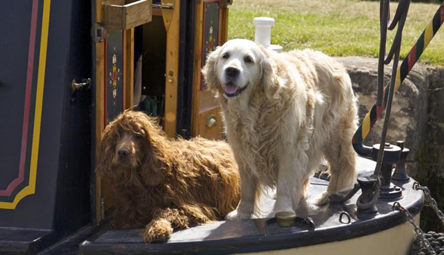 Top 10 Pet Friendly Places To Visit in Wiltshire