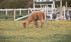Cholderton Rare Breeds Farm - Alpaca 