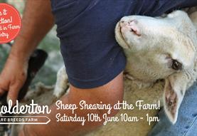 Annual Sheep Shearing Day