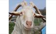 Cholderton Rare Breeds Farm - Goat