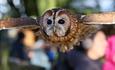 Tawny Owl flying over crowd at the Hawk Conservancy Trust